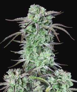 Strawberry Banana Auto - Autofiorenti Femminizzati