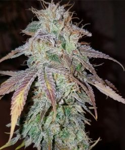 Super Silver Haze Auto - Autofiorenti Femminizzati