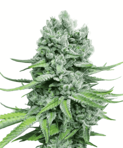 Super Skunk Auto - Autofiorenti Femminizzati