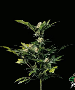 wedding cookies