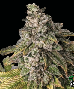 wedding cookies auto