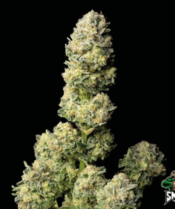 wedding cookies auto2
