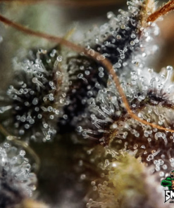 wedding cookies auto3