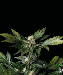 wedding cookies2