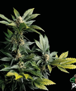wedding cookies3