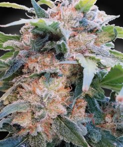 CBDream - Femminizzati Stagionali