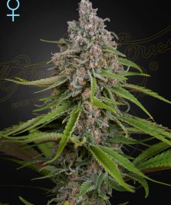 Deep Candy - Femminizzati Stagionali
