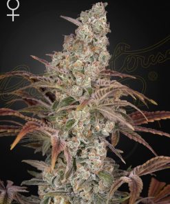 Jack's Dream - Femminizzati Stagionali