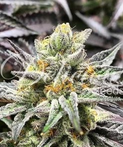 Delicious Cookies - Femminizzati Stagionali