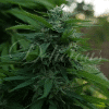 delicious lordkush