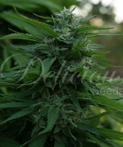 delicious lordkush