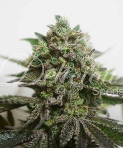 Delimed CBD Plus - Femminizzati Stagionali