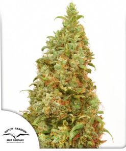 THC-Victory - Femminizzati Stagionali