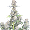 afghan kush auto