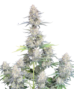 afghan kush auto