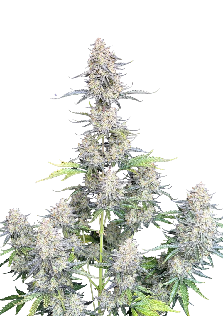 afghan kush auto