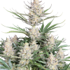 big bud auto