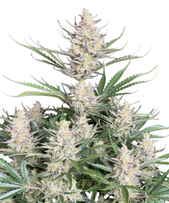 big bud auto