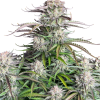 blueberry auto