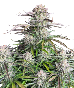 blueberry auto