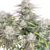 cinderella auto