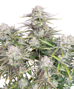 cinderella auto