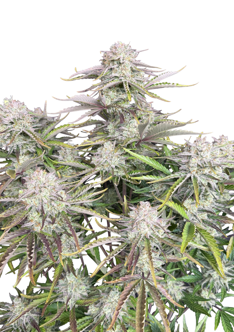 cinderella auto