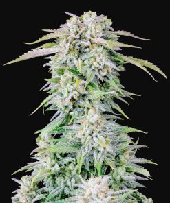 Afghan Kush Auto Original - Autofiorenti Femminizzati