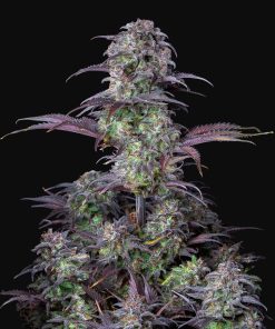 Blueberry Auto Original - Autofiorenti Femminizzati