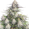 trainwreck auto
