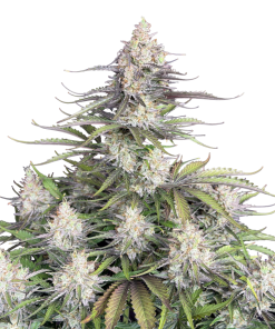 trainwreck auto
