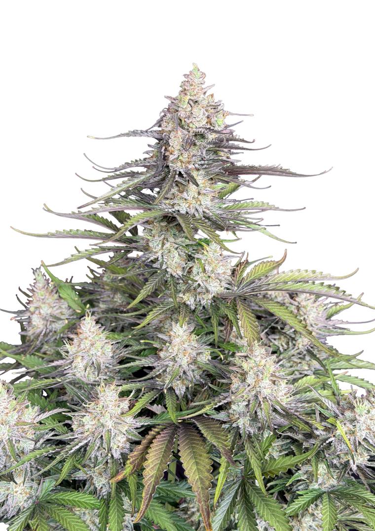 trainwreck auto