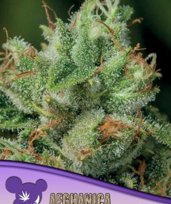 Afghanica, Landraces - Femminizzati Stagionali