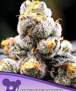 Anesia Scout Cookies - Femminizzati Stagionali