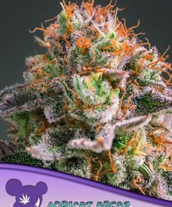 Apricot Oreoz - Femminizzati Stagionali