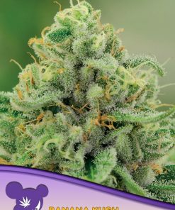 Banana Kush - Femminizzati Stagionali