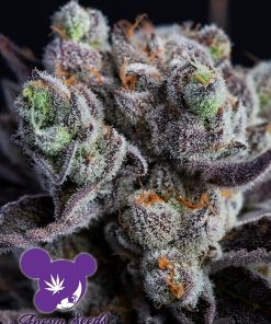 Blackberry Moonrocks - Femminizzati Stagionali