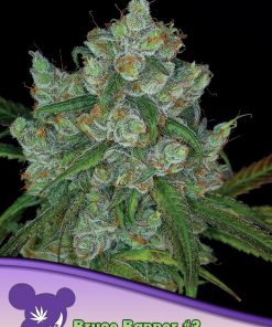 Bruce Banner #3 - Femminizzati Stagionali