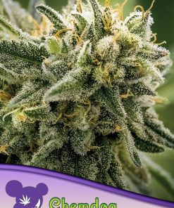 Chemdog - Femminizzati Stagionali