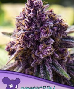 Dankberry - Femminizzati Stagionali