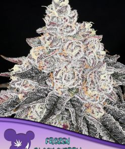 Frozen Black Cherry - Femminizzati Stagionali