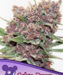 Gelato Dream - Femminizzati Stagionali