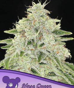 Haze Queen - Femminizzati Stagionali