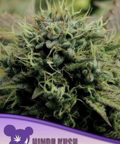 Hindu Kush, Landraces - Femminizzati Stagionali
