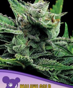 Malawi Gold, Landraces - Femminizzati Stagionali