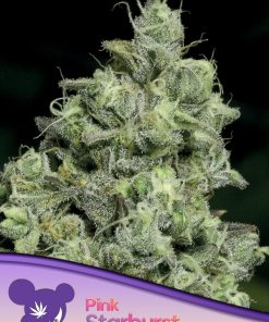 Pink Starburst - Femminizzati Stagionali