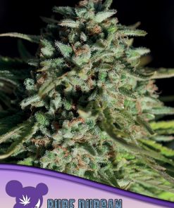Pure Durban, Landraces - Femminizzati Stagionali