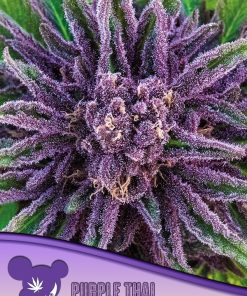 Purple Thai, Landraces - Femminizzati Stagionali