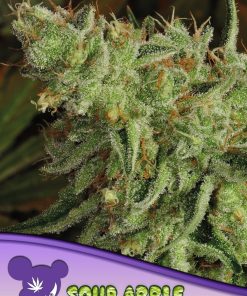 Sour Apple - Femminizzati Stagionali