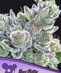Sour Betty - Femminizzati Stagionali